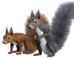 Vignette écureuil normal vs petit-gris